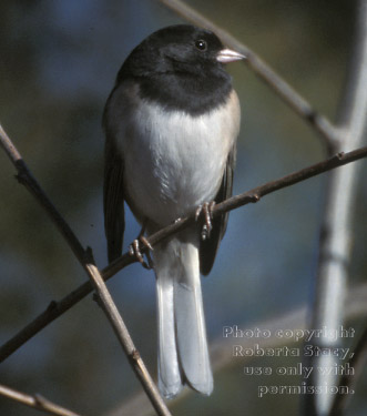 dark-eyed junco