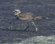 killdeer