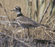 killdeer