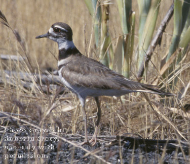 killdeer