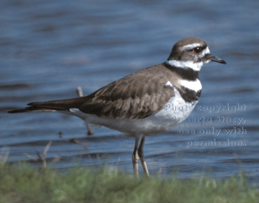 killdeer