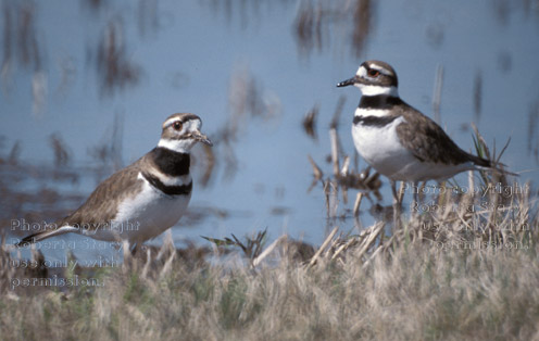 killdeer