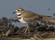 killdeer