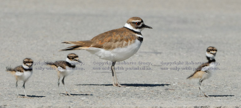 three killdeer chicks with their parent