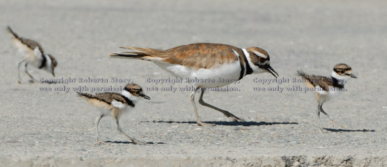 killdeer adult with three chicks