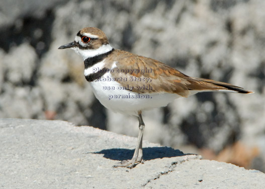 killdeer adult