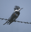 female belted kingfisher perched on barbed wire