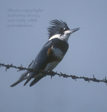 female belted kingfisher perched on barbed wire