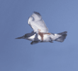 flying belted kingfisher, female