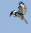 hovering belted kingfisher, male