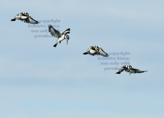 hovering pied kingfisher, 4-photo composite