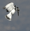 hovering pied kingfisher