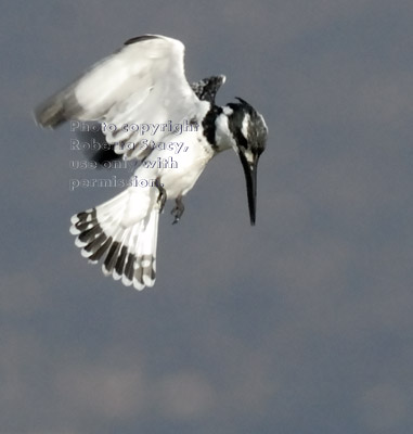 hovering pied kingfisher