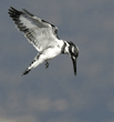 pied kingfisher, hovering