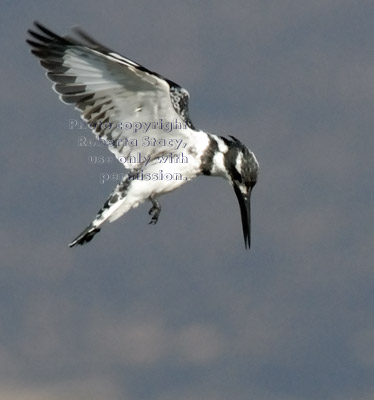 pied kingfisher, hovering