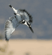 pied kingfisher, diving