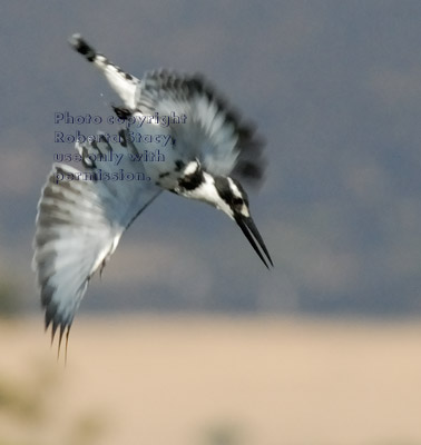 pied kingfisher, diving