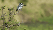 pied kingfisher on tree branch