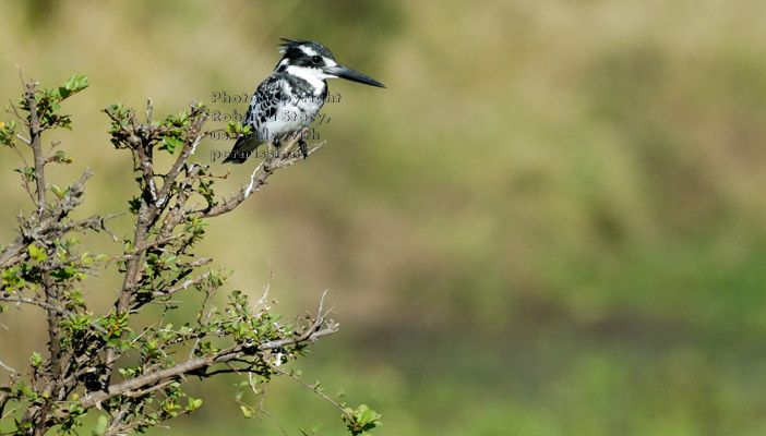 pied kingfisher on tree branch