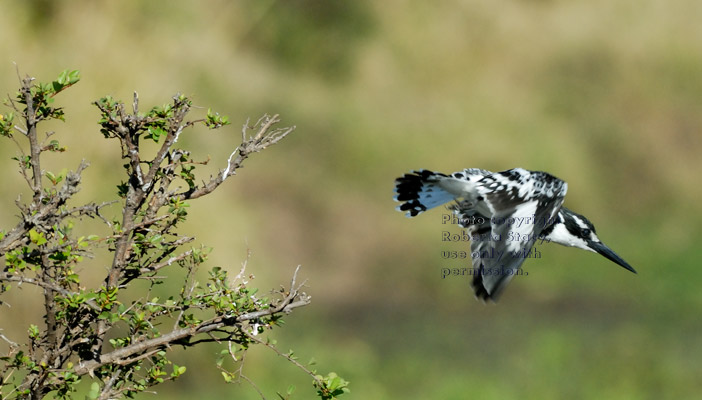 pied kingfisher flying from tree branch