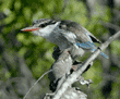 striped kingfisher on tree branch