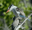 striped kingfisher perched on branch