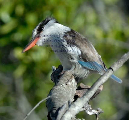 striped kingfisher perched on branch