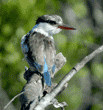 striped kingfisher  on branch