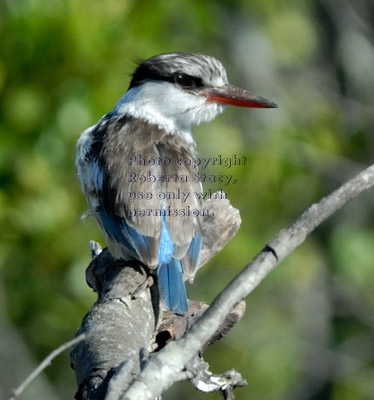 striped kingfisher  on branch