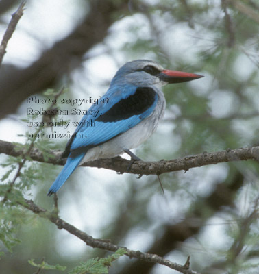 woodland kingfisher Tanzania (East Africa)