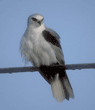 white-tailed kite