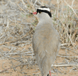 crowned lapwing
