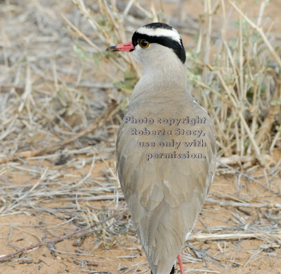 crowned lapwing