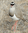 crowned lapwing