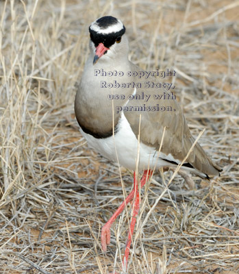 crowned lapwing