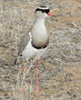 crowned lapwing