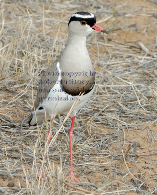 crowned lapwing