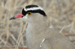 crowned lapwing