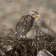 western meadowlark