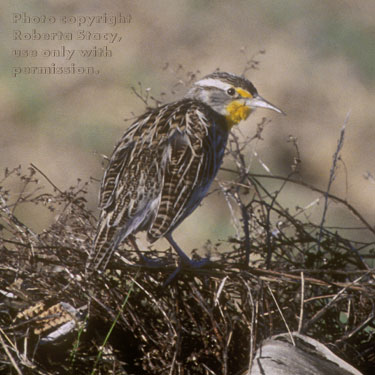 western meadowlark