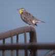 western meadowlark