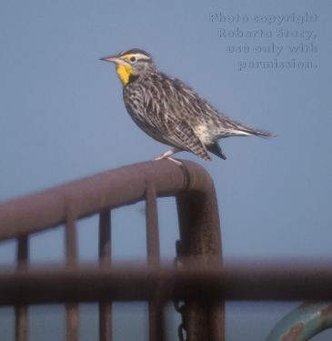 western meadowlark