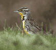 western meadowlark