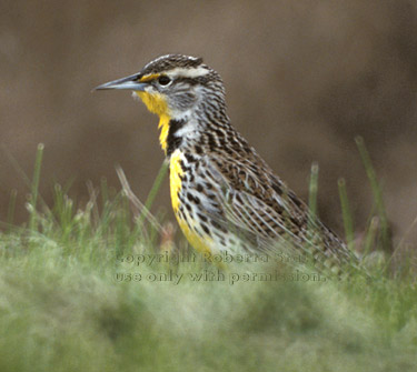 western meadowlark