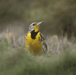 western meadowlark