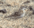 red-capped lark Tanzania (East Africa)