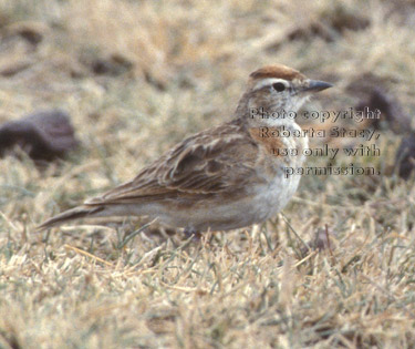 red-capped lark Tanzania (East Africa)