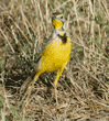 yellow-throated longclaw