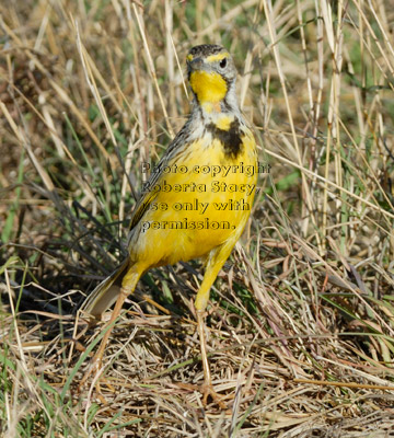 yellow-throated longclaw