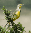 yellow-throated longclaw